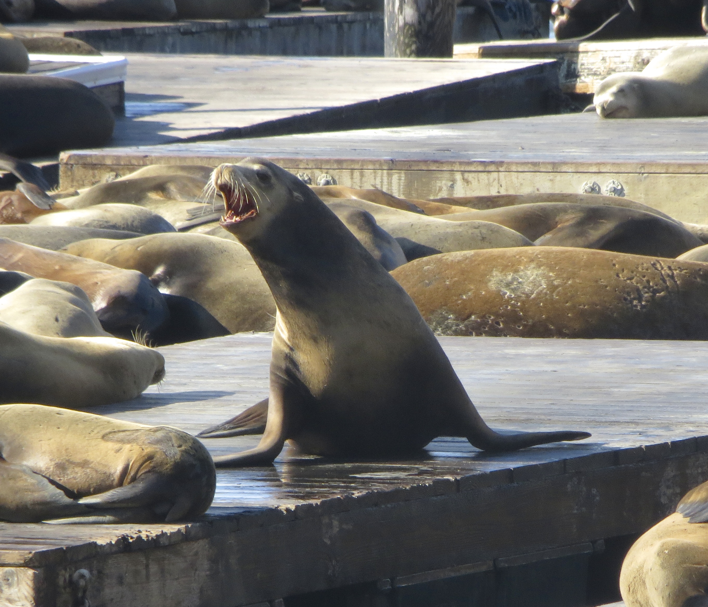 Sea Lion Being Very Vocal