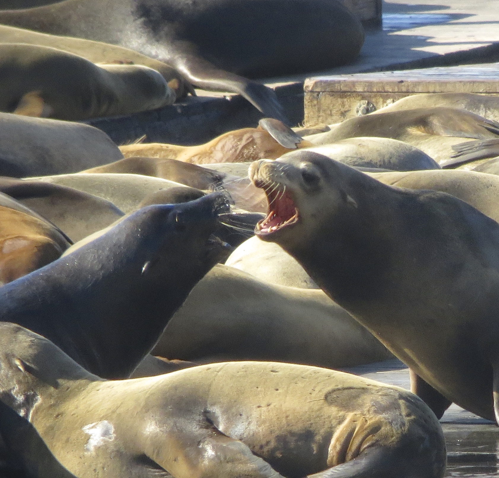 Two Sea Lions Fighting Over A Grape