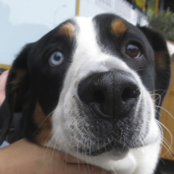 Greater Swiss Mountain Dog With One Blue Eye