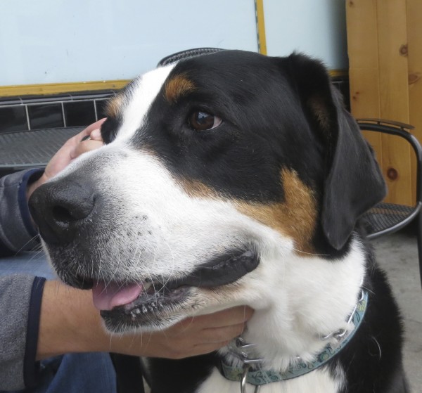 Greater Swiss Mountain Dog Face