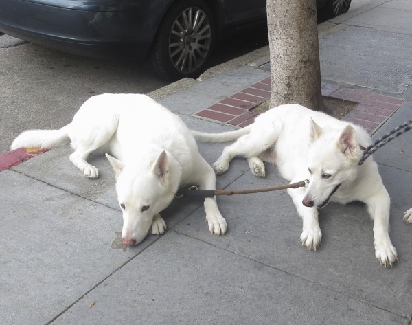 Two White Dogs