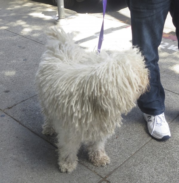 White Puli Looking Away From Camera