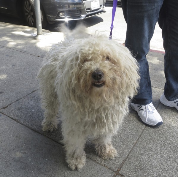 Smiling White Puli with Wagging Tail