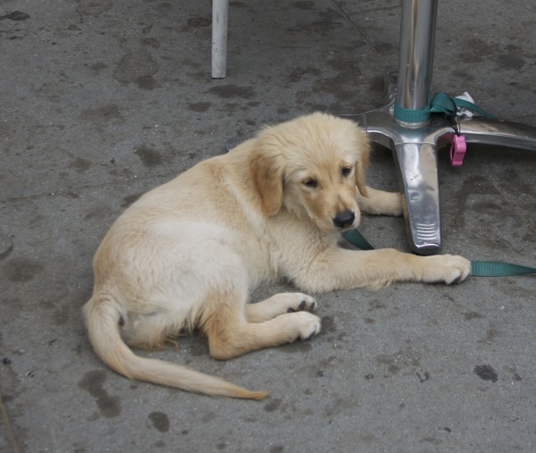 Golden Retriever Puppy Tied To Table Outside Cafe