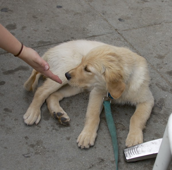 Golden Retriever Puppy Sniffing Someone's Hand