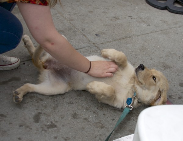 Golden Retriever Puppy Lying On Her Back And Having Her Chest Scratched