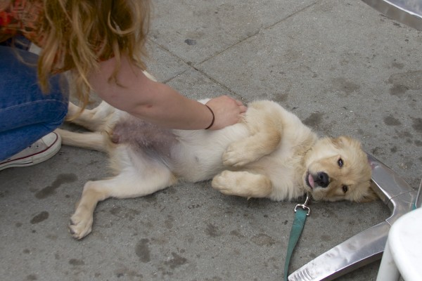Golden Retriever Puppy Looking Goofy As She Gets Chest Scratches