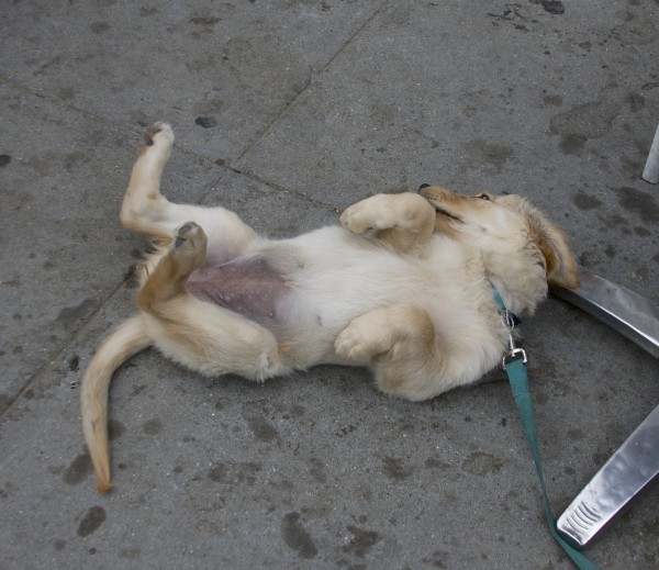 Golden Retriever Puppy Lying On Her Back Begging For Tummy Rubs