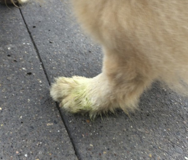 Grass-Stained Paw of a Yellow Chow