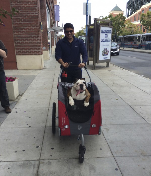 English Bulldog in a Stroller
