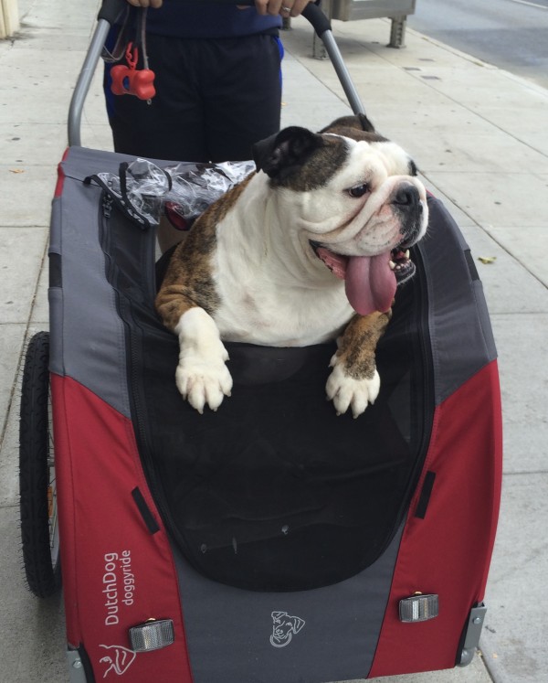 Grinning English Bulldog in a Stroller