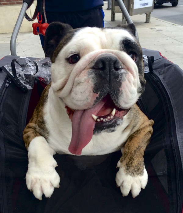 Happy English Bulldog In A Stroller