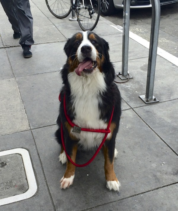 Bernese Mountain Dog Looking Goofy And Confused