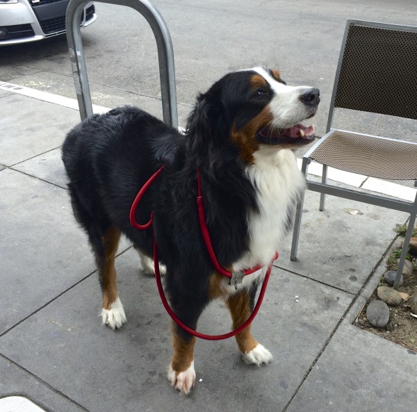 Bernese Mountain Dog Looking Happy