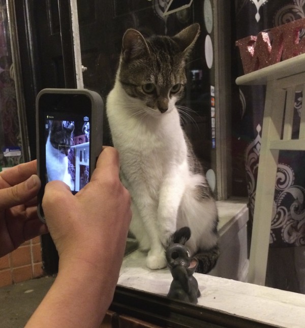iPhone Taking Picture of Cat In Window