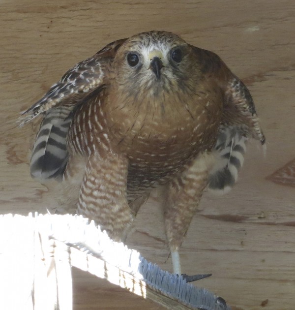 Red-Shouldered Hawk Staring Threateningly At Camera