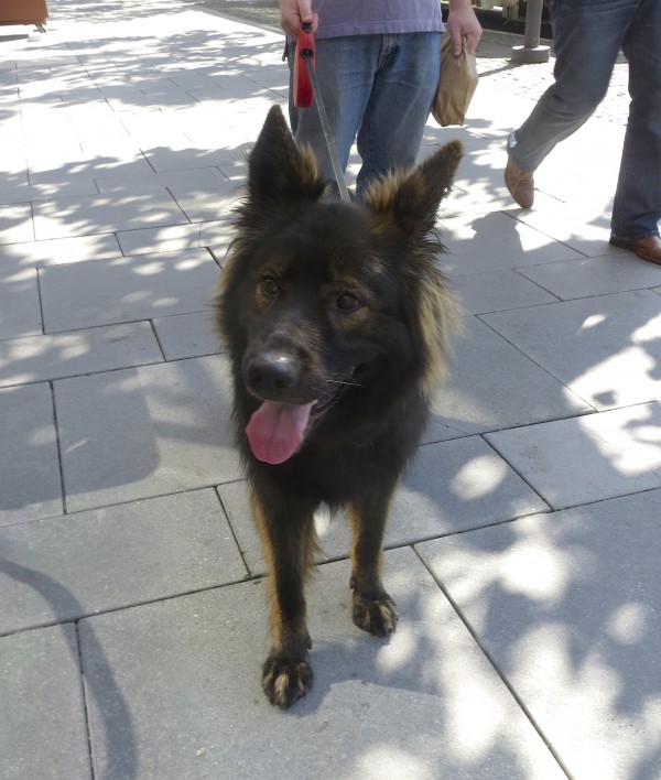 Gorgeous Long-Coated Sable German Shepherd Sticking Out Her Tongue