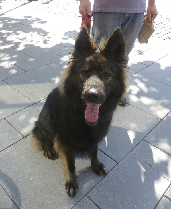 Gorgeous Long-Coated Sable German Shepherd Sitting And Smiling