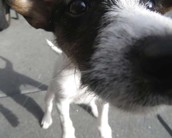 Jack Russell Terrier Puppy Sniffing The Camera