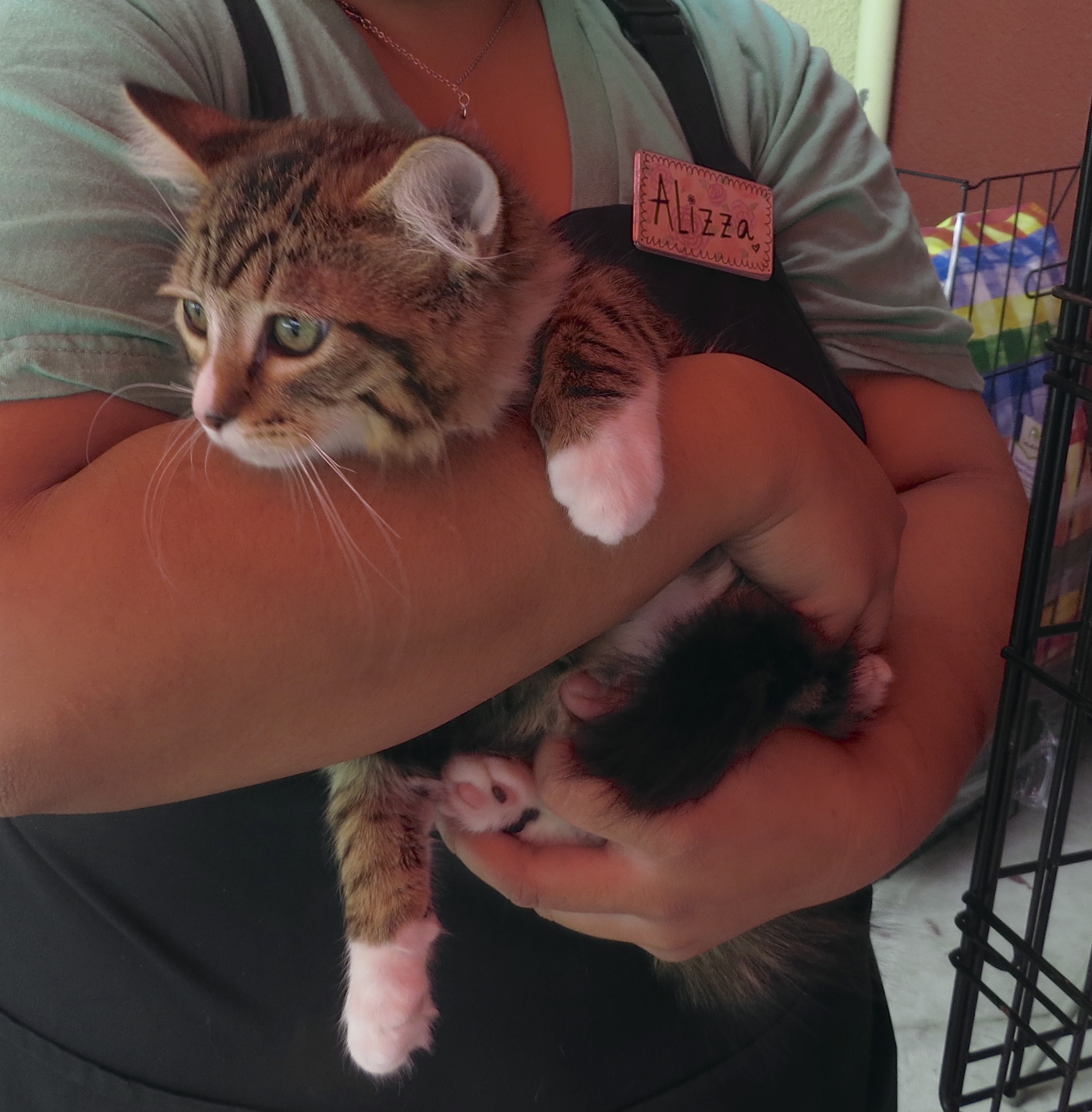 Woman Holding Tiger Tabby Kitten With White Socks