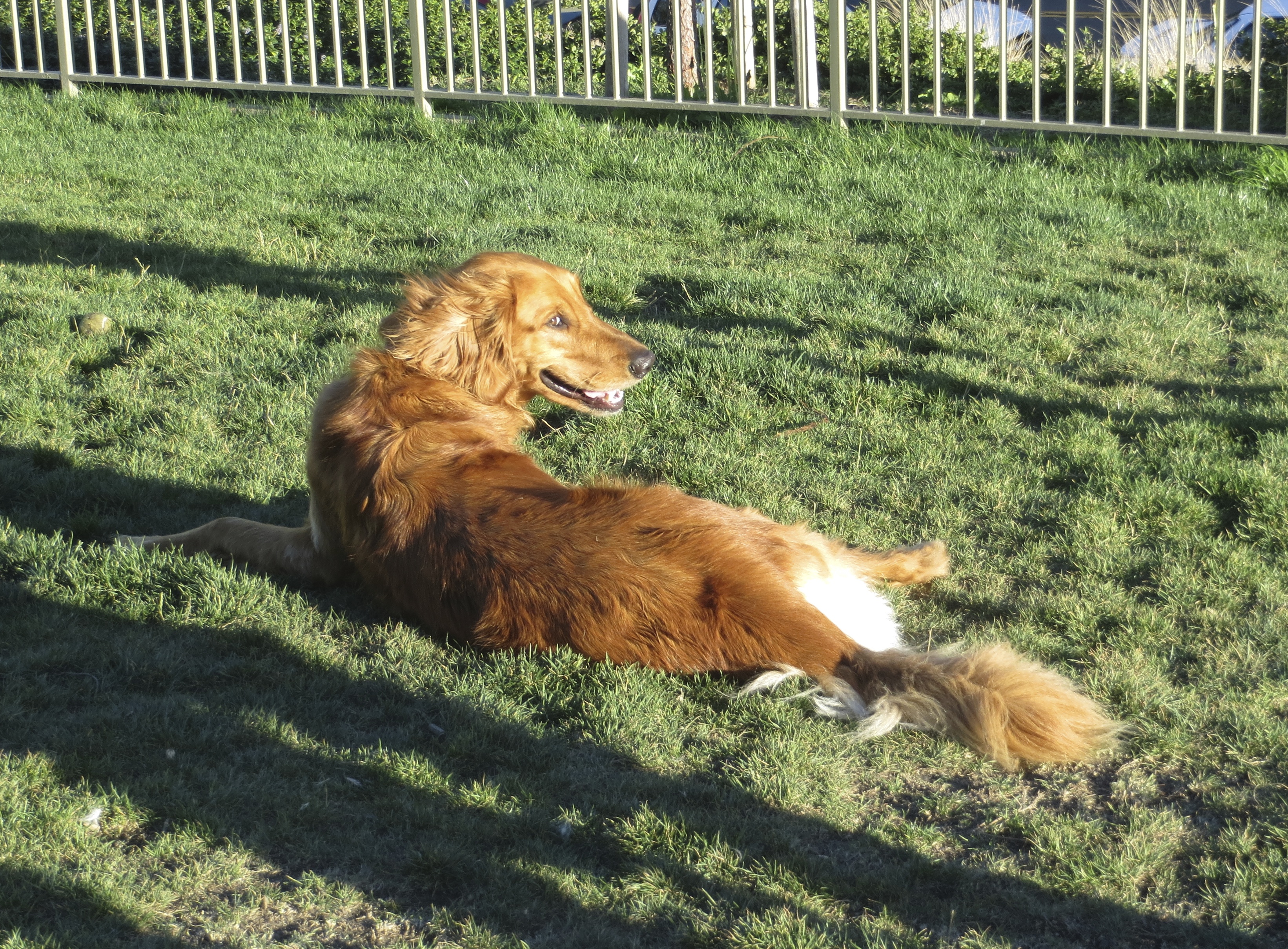 Golden Retriever Lounging In The Grass