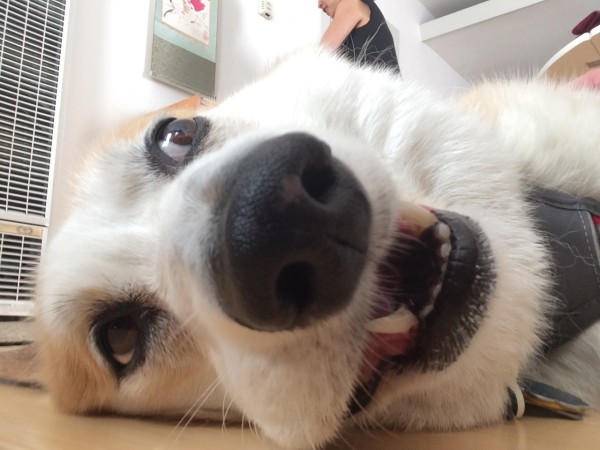 Ridiculous Red And White Pembroke Welsh Corgi Selfie