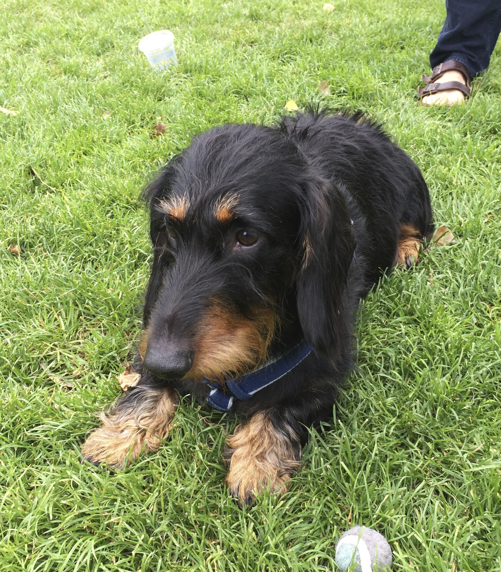 Black and Tan Wire-Haired Standard Dachshund