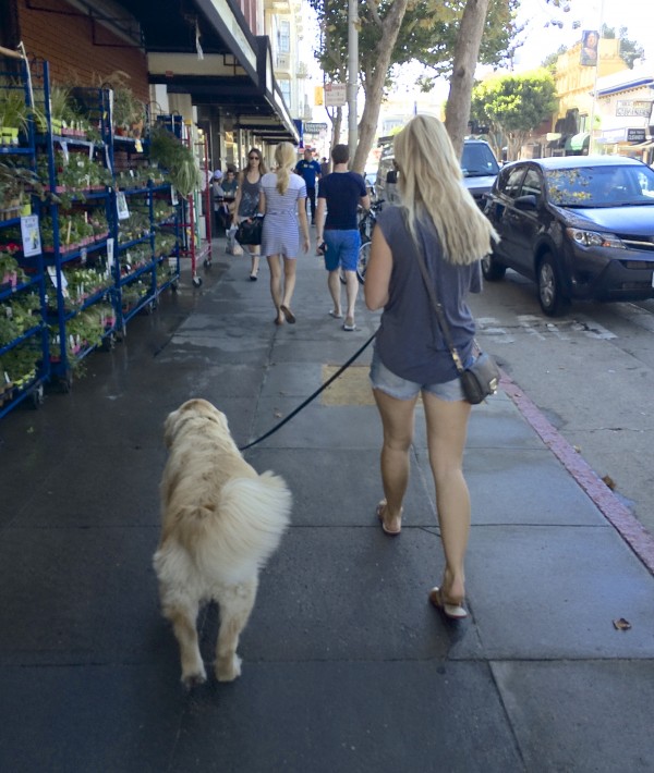 Golden Retriever Walking With Woman With Long Blond Hair That Looks Like The Dog's Tail