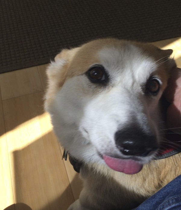 Red And White Pembroke Welsh Corgi Sticking Out His Tongue At Me