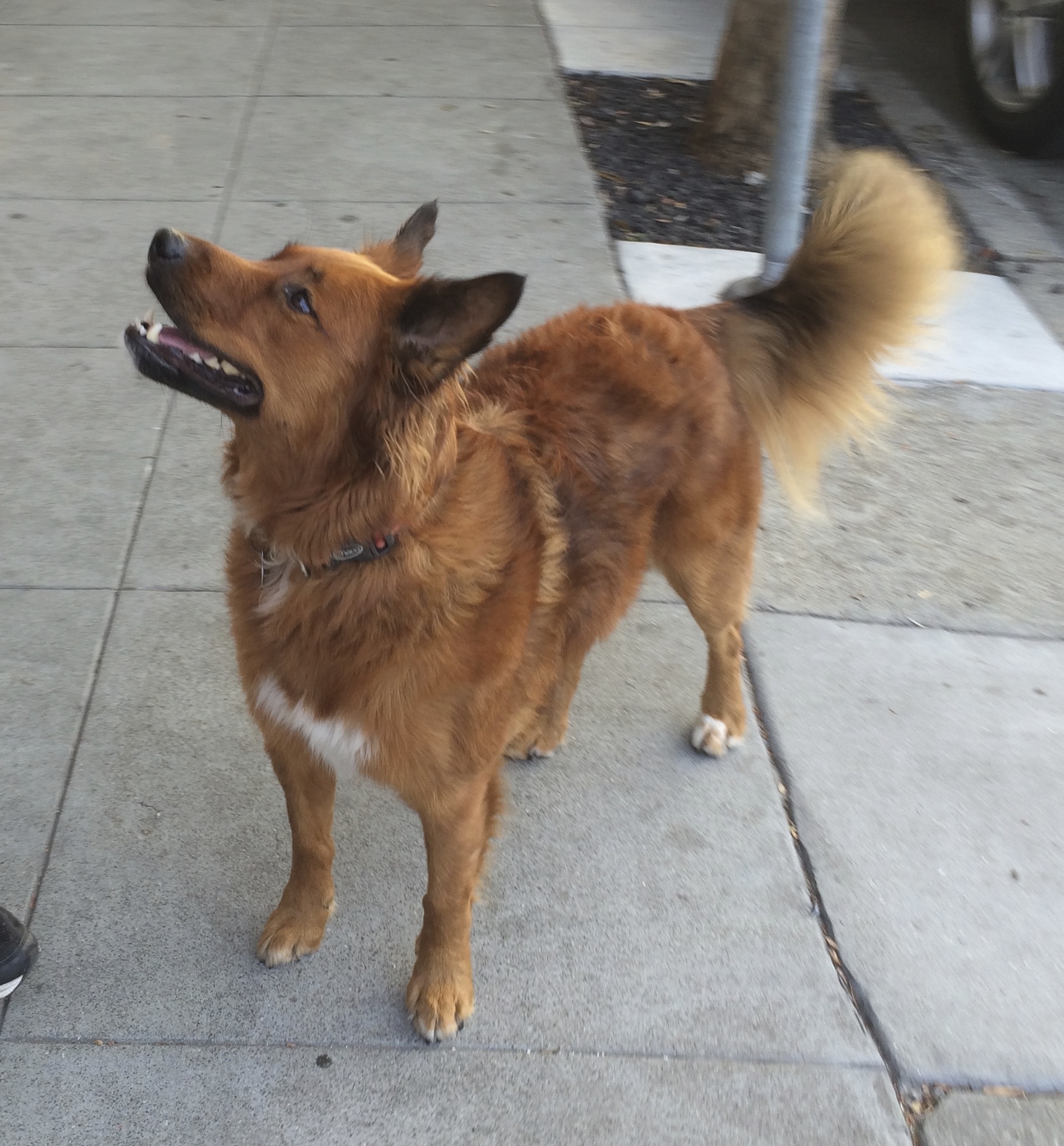 What? He’s who? | The Dogs of San Francisco