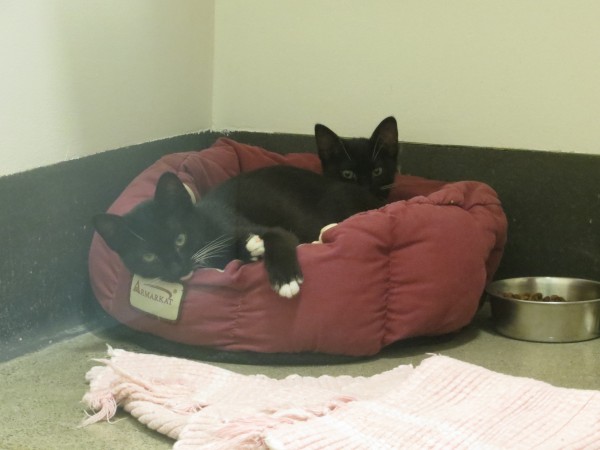 Two Black And White Kittens In A Cat Bed
