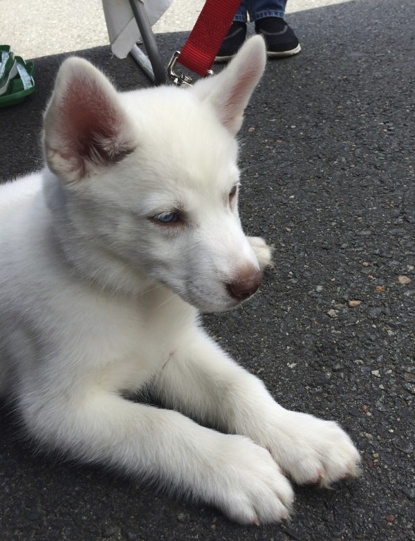 White Siberian Husky Puppy Looking Serious