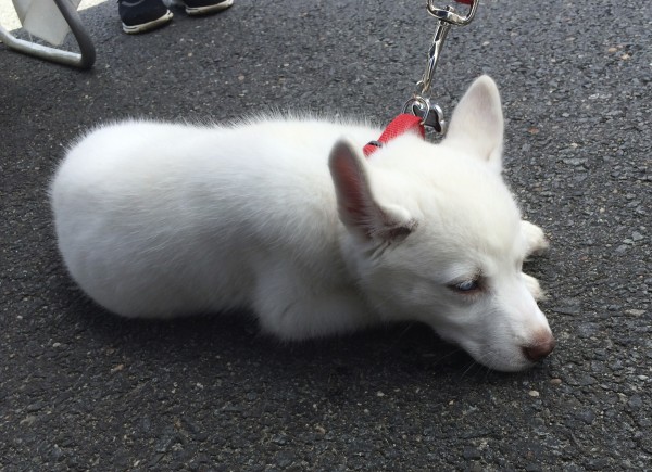 White Siberian Husky Puppy Looking Tired