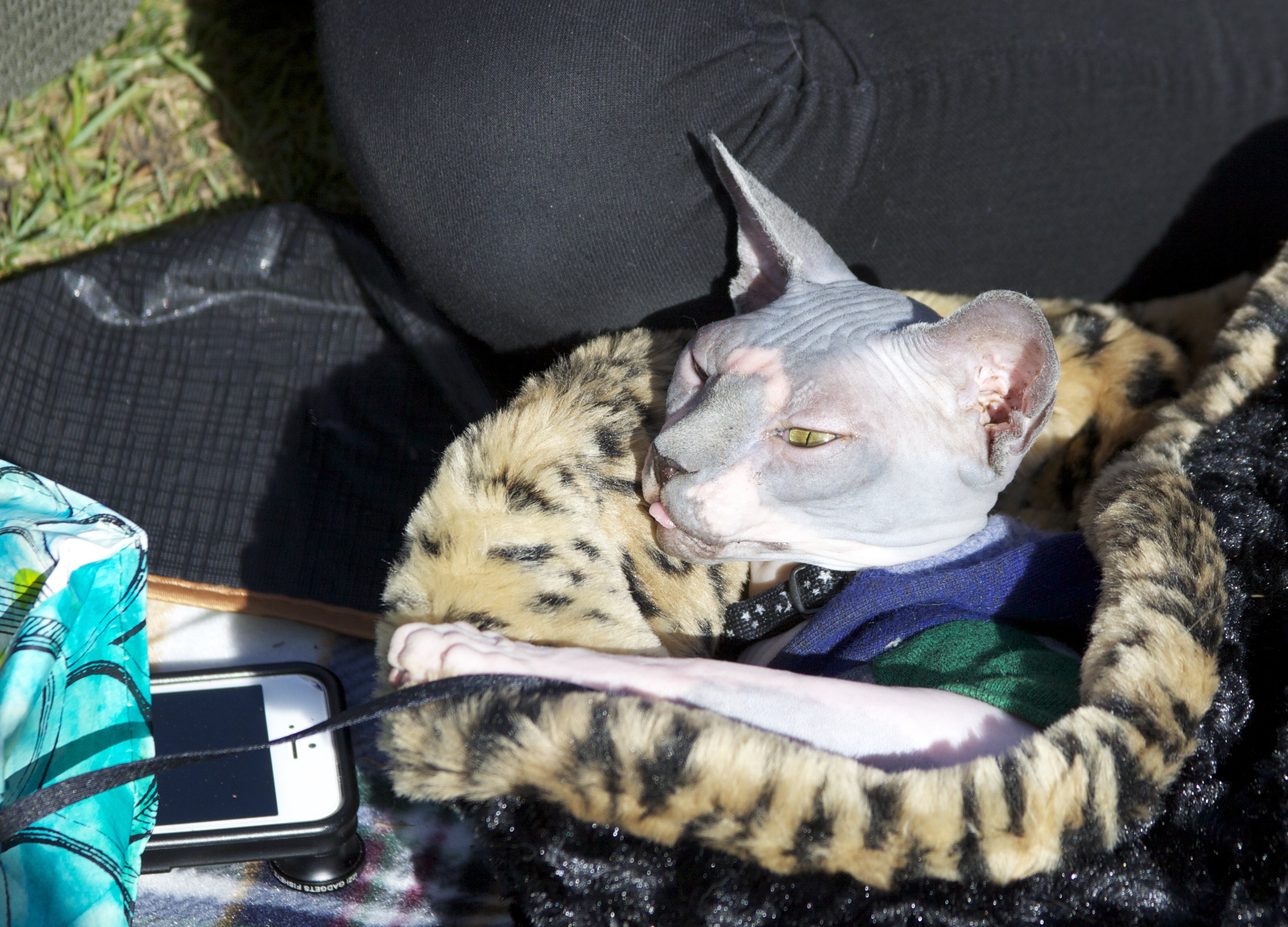 Sphinx Cat With Yellow Eyes In A Leopard Print Sleeping Bag About To Bat At An iPhone