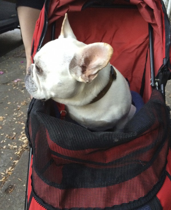 French Bulldog in a Baby Carriage