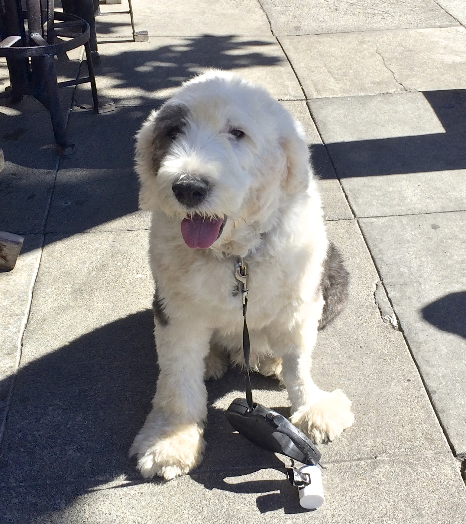 Grey And White Old English Sheepdog Looking Happy