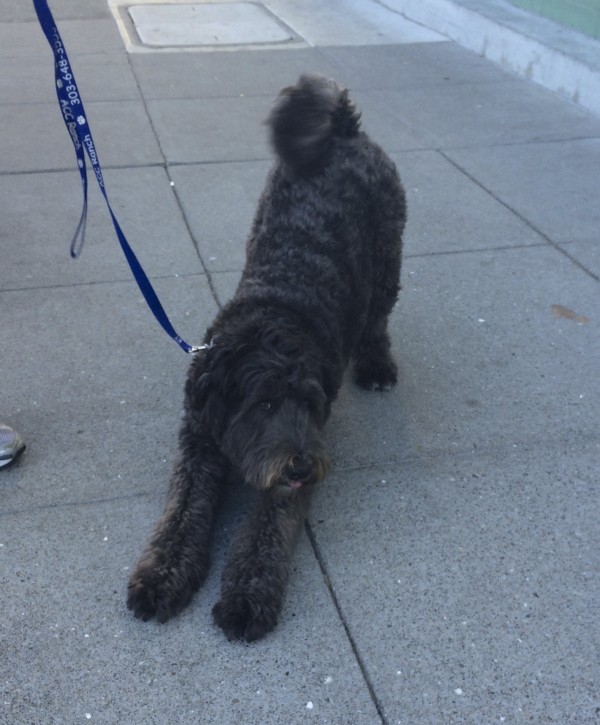 Grey Wheaten Terrier/Poodle Mix Play-Posing