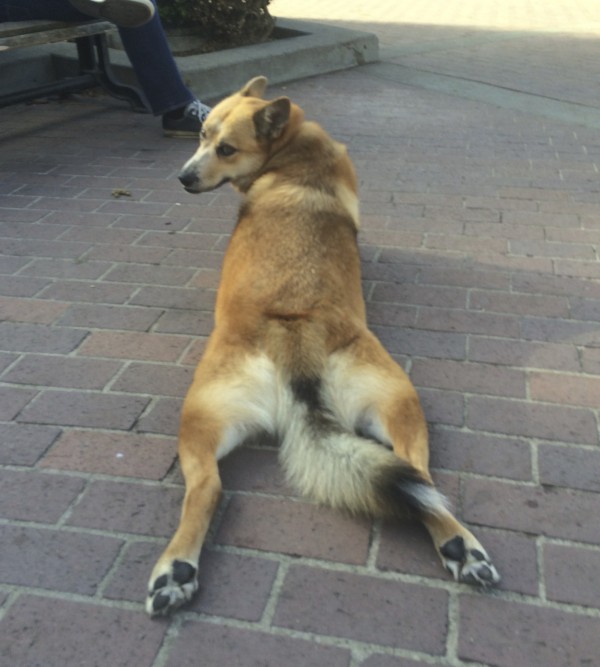 Dog Lying Down With Legs Splayed Behind Her Grinning Over Her Shoulder At The Camera