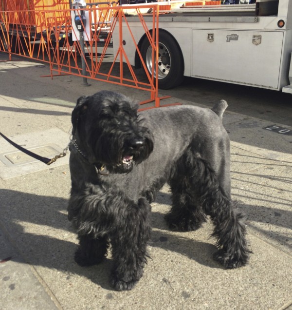 Black Giant Schnauzer With Traditional Cut