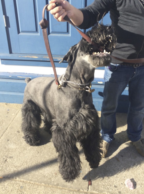 Black Giant Schnauzer With Traditional Cut Biting At His Leash