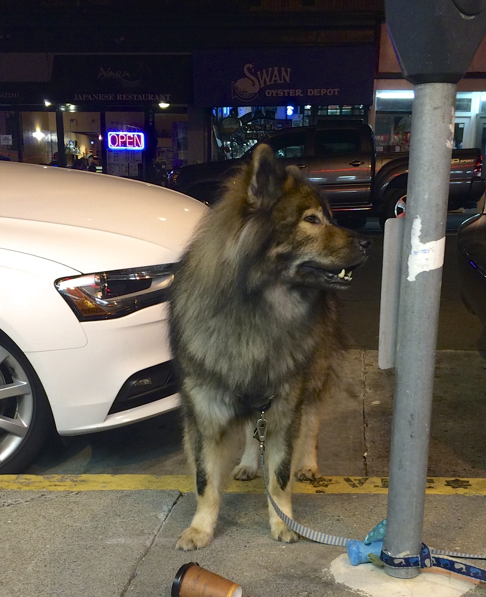Eurasier Dog Tied To A Parking Meter