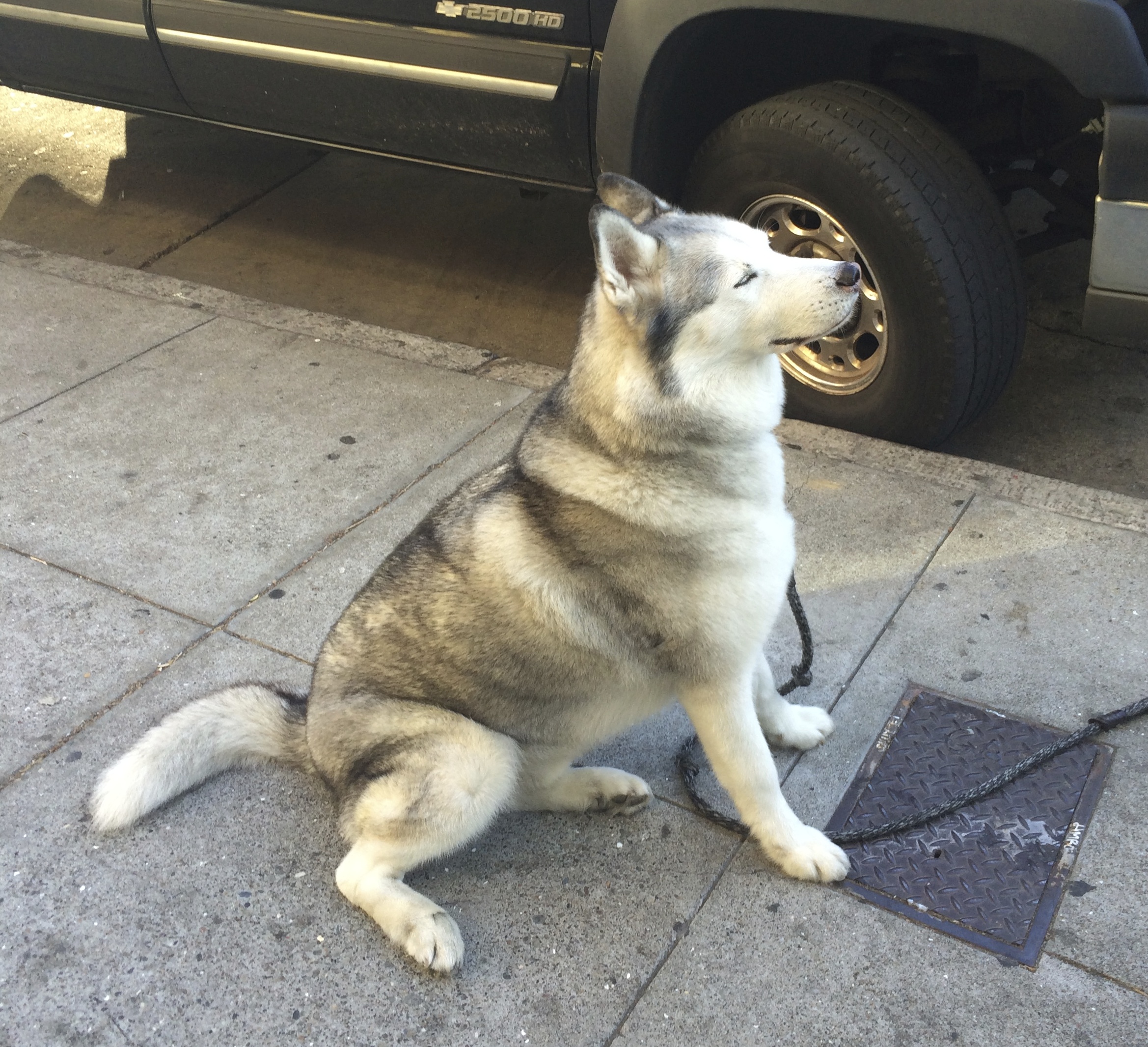 Silver-and-White Siberian Husky With A Blissful Expression