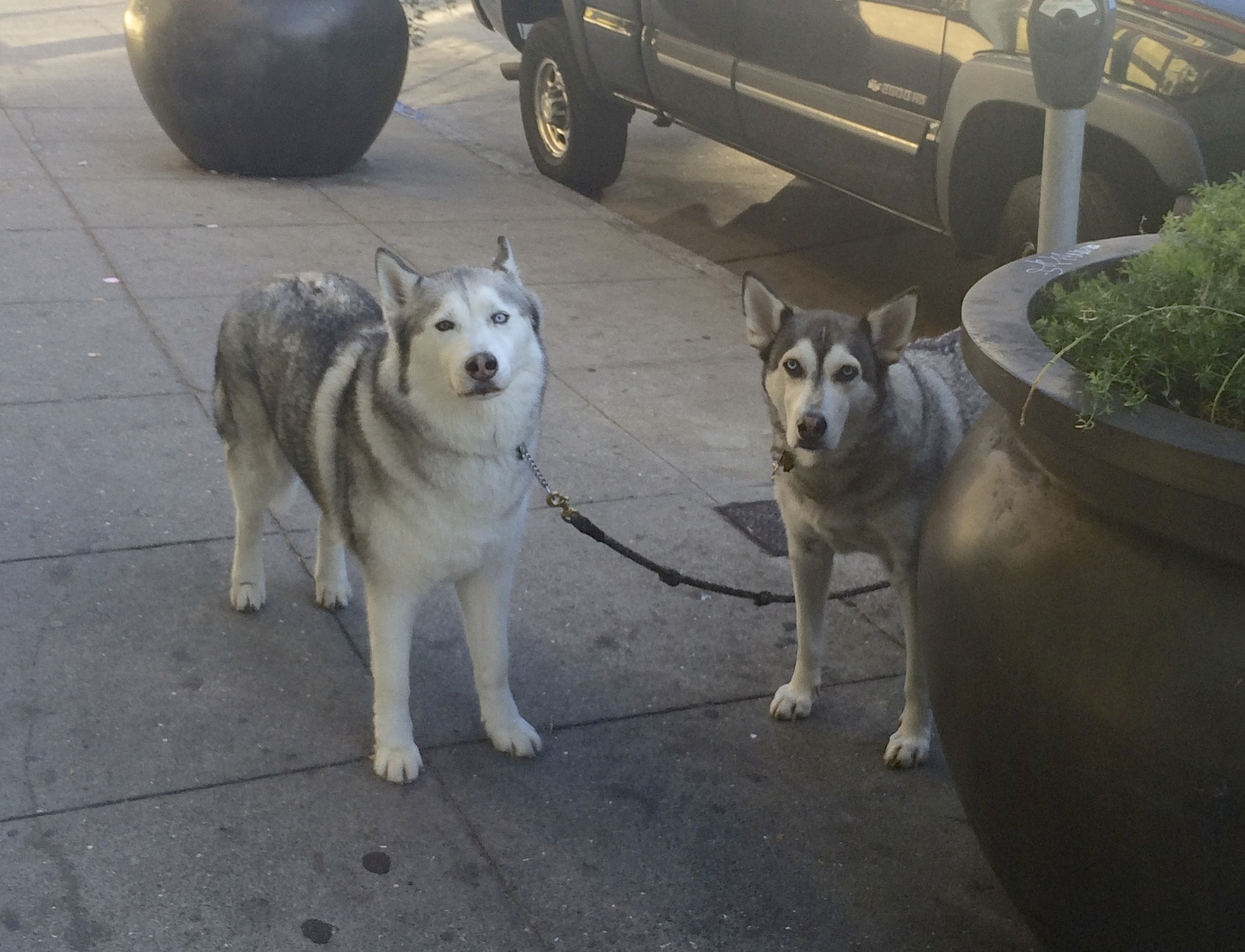 Two Silver-And-White Siberian Huskies Tied To A Parking Meter