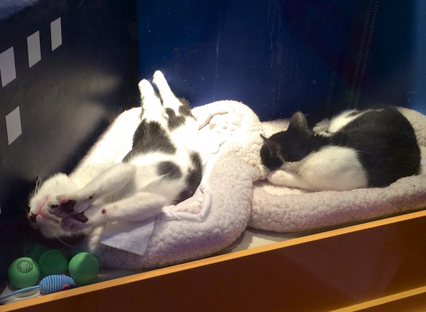 Two Sleeping Tuxedo Cats, One In A Ridiculous Position