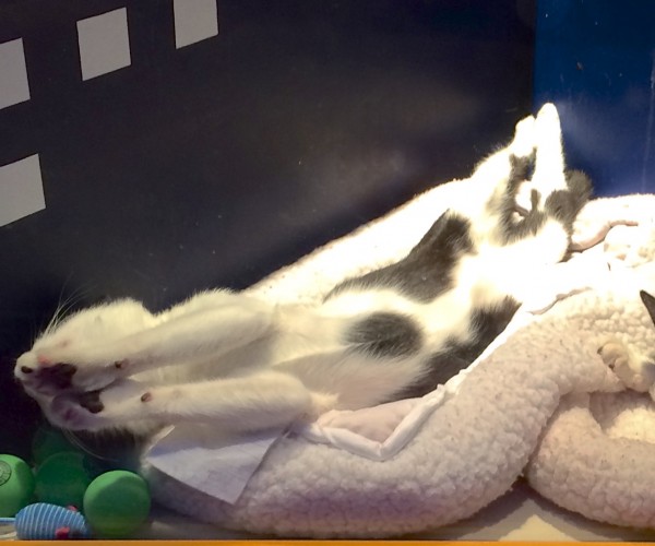 American Shorthaired Tuxedo Kitten Sprawled On His Back With His Paws In Front Of His Face