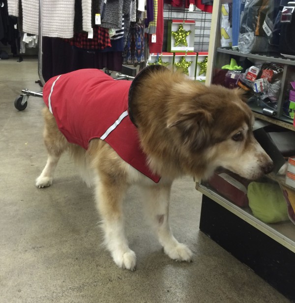 Red And White Husky Mix In A Red Jacket