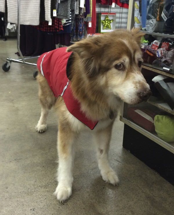 Red And White Husky Mix In A Red Jacket