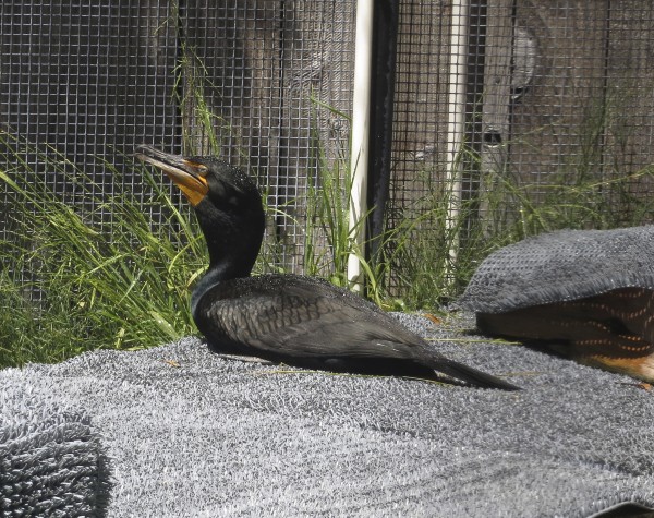 Big Black Bird With Orange Face And Beak