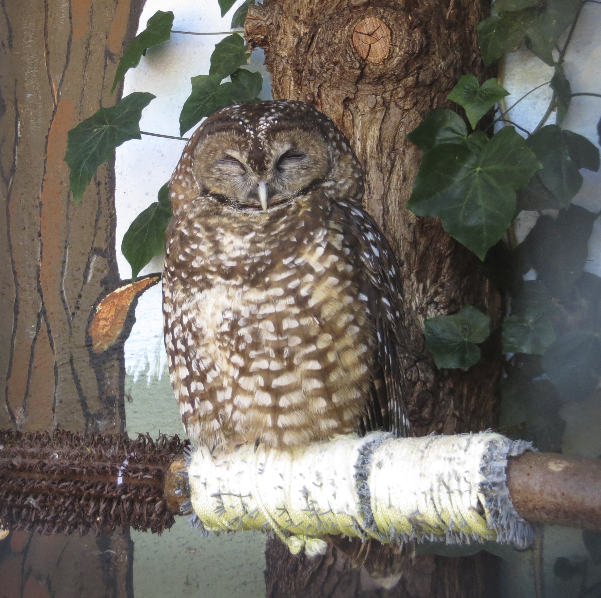 Sleeping Burrowing Owl