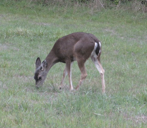 Female Black-Tailed Deer In A Field Eating Grass